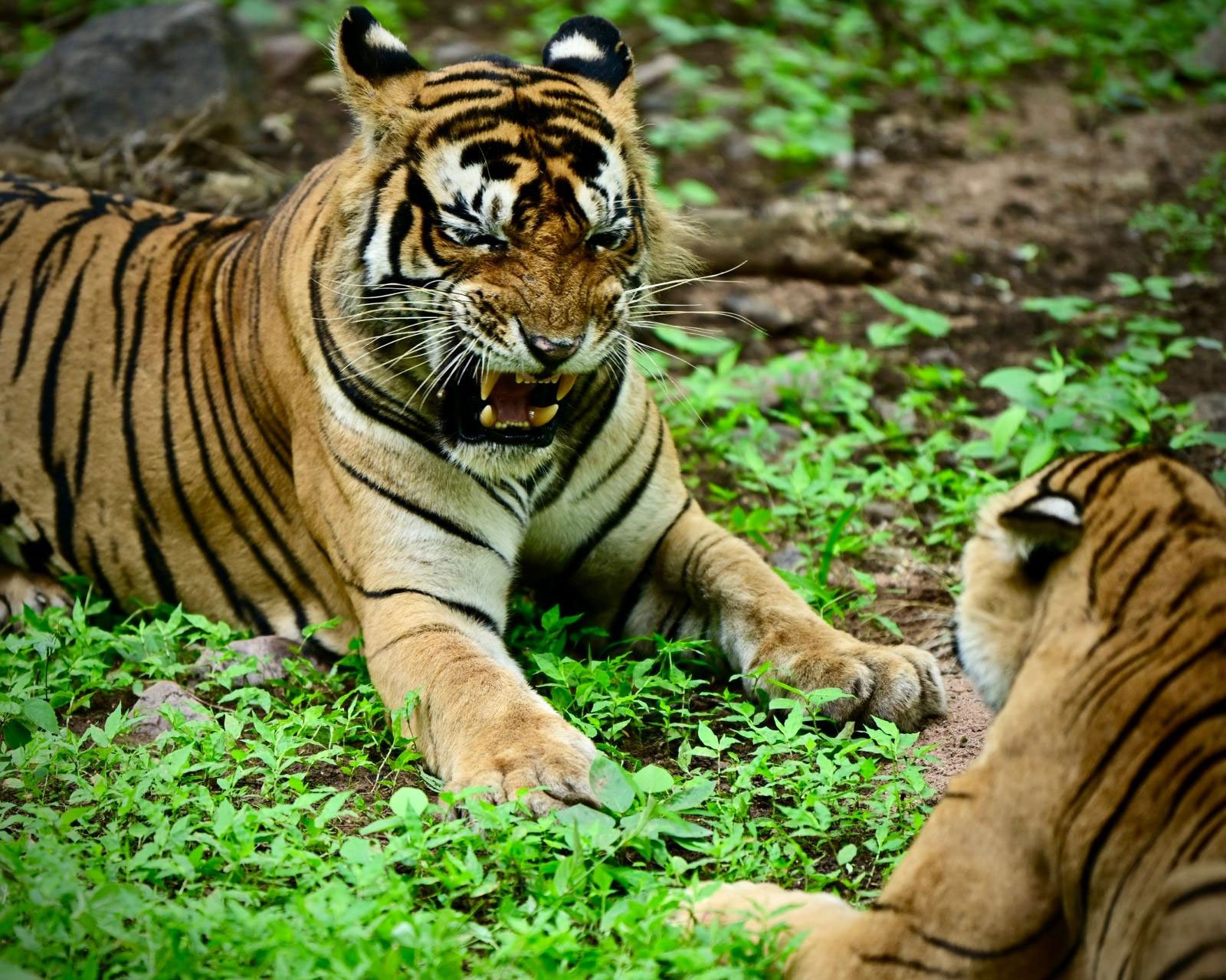 Ranthambore National Park